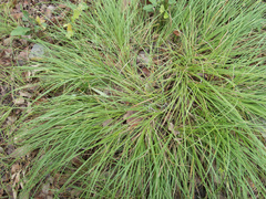 Carex planostachys
