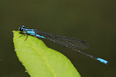 Acanthagrion quadratum
