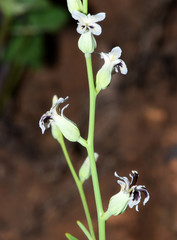 Streptanthus barbiger