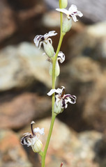 Streptanthus barbiger