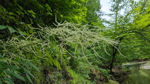 Aruncus dioicus
