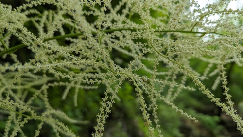 Aruncus dioicus