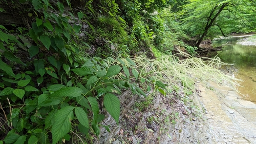 Aruncus dioicus