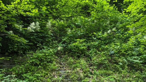 Aruncus dioicus
