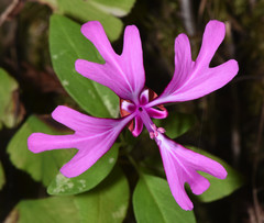 Clarkia concinna