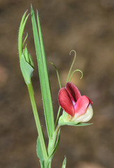 Lathyrus