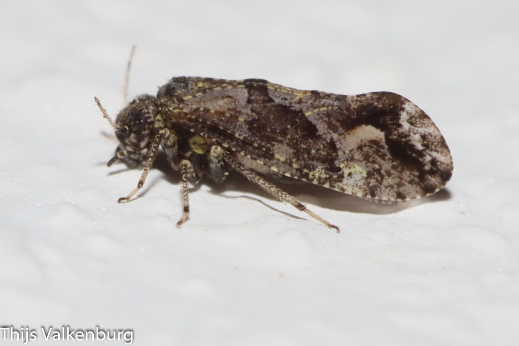 Myopsocus