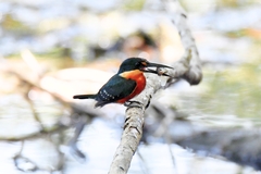 Chloroceryle aenea image