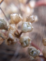 Allium hickmanii