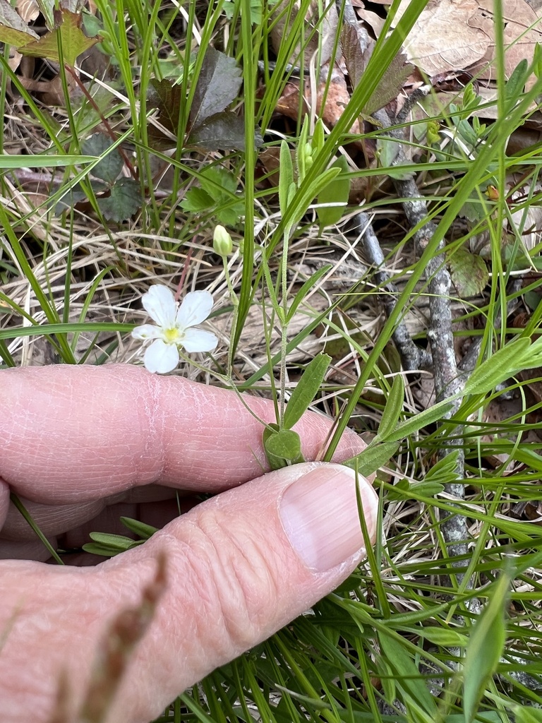 bluntleaf sandwort from Martha's Vineyard, Edgartown, MA, US on May 23 ...