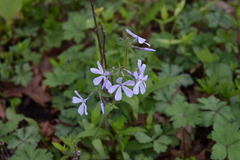 Phlox divaricata