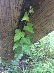 Hedera helix