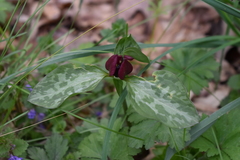 Trillium recurvatum