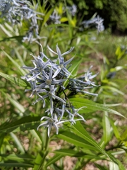 Amsonia illustris