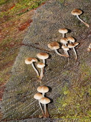 Mycena tuvara