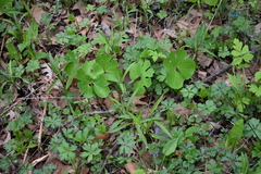 Sanguinaria canadensis