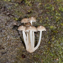 Mycena tuvara