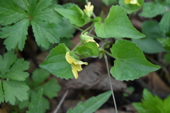 Viola pubescens