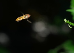Episyrphus viridaureus
