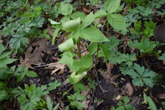 Arisaema triphyllum