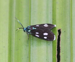 Chrysartona stipata