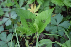 Persicaria virginiana