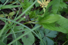 Persicaria virginiana