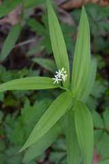 Maianthemum stellatum