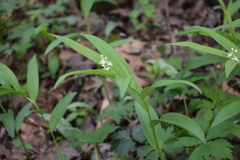 Maianthemum stellatum
