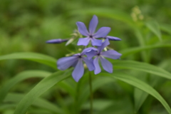 Phlox divaricata