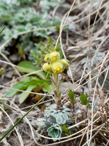 Saxifraga luteoviridis, photograph 6