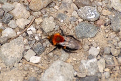 Melecta