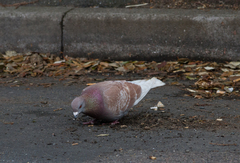 Columba livia domestica