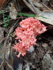 Ramaria botrytoides