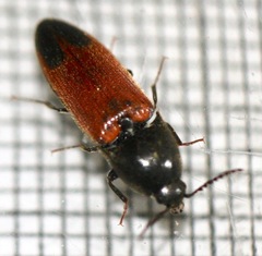 Ampedus apicatus