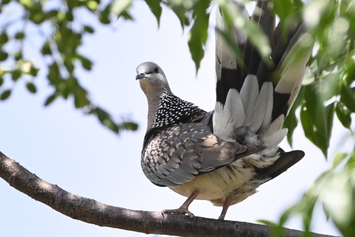 Spotted Dove, photo 8 of 9