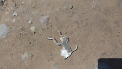 Callisaurus draconoides