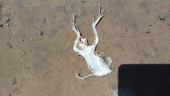 Callisaurus draconoides