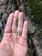 Notogrammitis patagonica