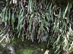 Notogrammitis patagonica