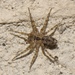 Wall Spider - Photo (c) Shannon Foreman, some rights reserved (CC BY), uploaded by Shannon Foreman