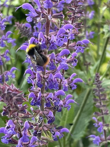 Early Bumble Bee, Saranafort, Leiderdorp, South Holland, NL, photo 7 of 10