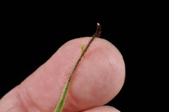 Notogrammitis patagonica