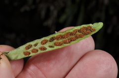 Notogrammitis patagonica