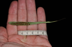 Notogrammitis patagonica