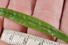 Notogrammitis patagonica