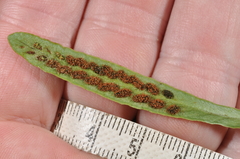 Notogrammitis patagonica