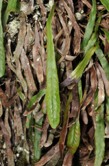 Notogrammitis patagonica