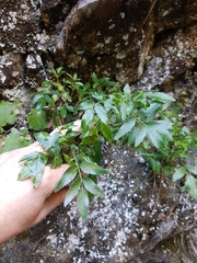 Scandia rosifolia