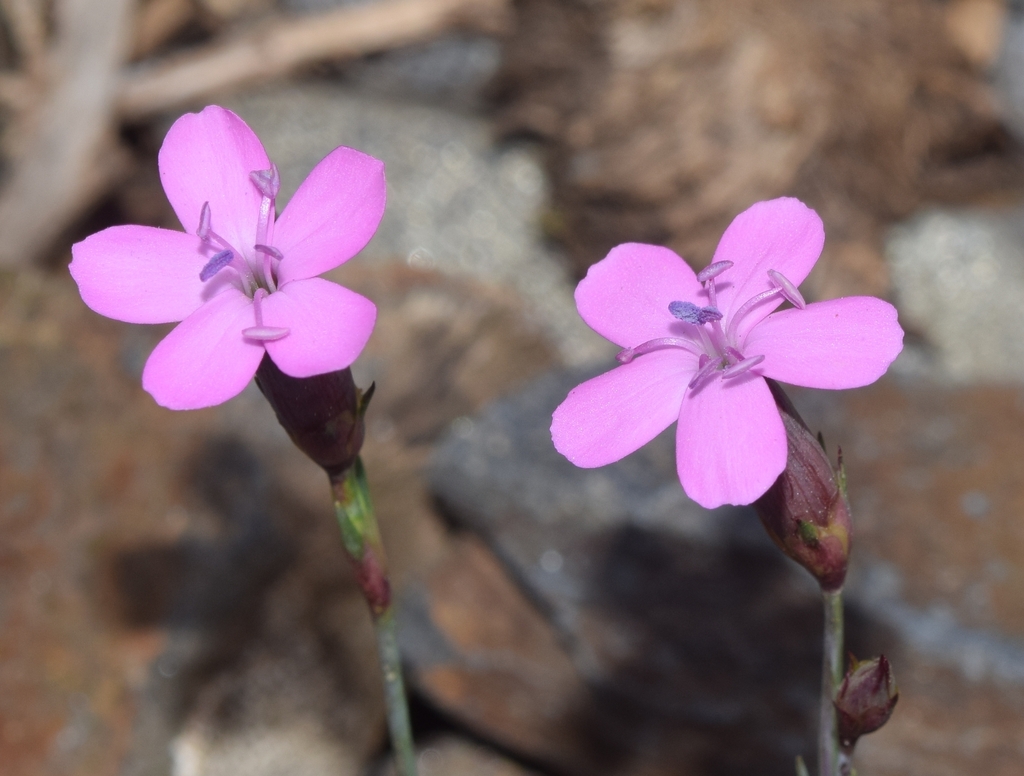Common Stinging Pink